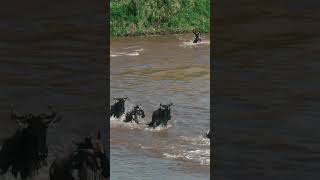 Gnus crossing the river