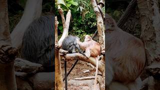 Heartwarming Bond: A Monkey Couple Tenderly Caring for Each Other #monkey #bronxzoo #love #couple