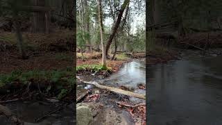 Walk by Silver Creek in Early November (Willoughby Nature Reserve) #virtualhike