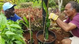 Growing Dragon Fruit Plants in a Small Space