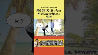 知らない犬にお手を強要する人、たまにいる。それはNG行為です❣ #shorts