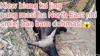 Kyntait lut ki paidbah ban bam doh masi, namar la kiew biang ka jing pang masi ha northeast ngi😱