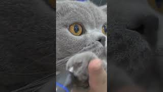 how to groom cat paws