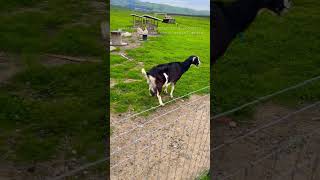 Nature #viral #youtube #youtubeshorts #foryou #shortsfeed #shortvideo #shorts#farming #nature #goat