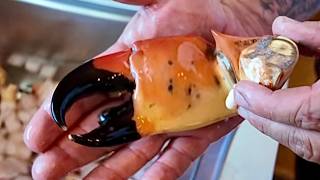 Why Stone Crab Claws Are So Expensive | Stone Crab Catch Clean Cook