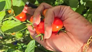 cherry tomatoes harvest, one of the best vegetables to grow in containers or in raised beds, Seattle