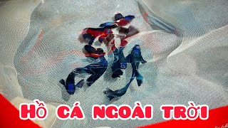 Nuôi cá Bảy Màu tại nhà đơn giản | Chia sẻ kinh nghiệm nuôi cá ngoài trời