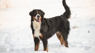 Common Myths and Misconceptions about Bernese Mountain Dogs