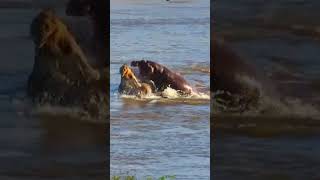 Hippos attack lion that's stranded on a rock in a river#shorts #viral #tranding