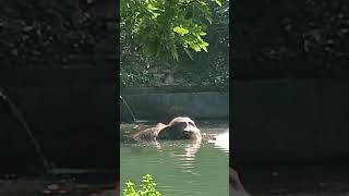 Elephant's River Adventure in Amazon Forest (4K) #shortsfeed #shortvideo #shorts #elephant #amazon