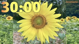 30 Minute Sunflower Field 🌻🌻 Timer Countdown ⏳