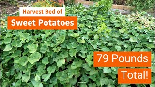 Harvest Sweet Potato Bed