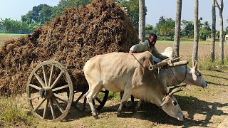 Two Farmer vs Bullock cart // Bullock Cart Heavy Load paddy ride // Bullock cart videos