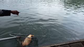 MANCING DI AIR JERNIH