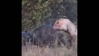 lions attacking Buffalo