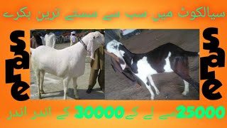 Sailkot Mein sabse kam kimat per Bakre Qurbani ke liye    سیالکوٹ میں سستے ترین قربانی کے بکرے