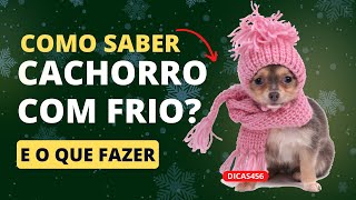 Dica pet: COMO SABER SE O CÃO ESTA COM FRIO E O QUE FAZER