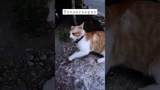 Penyerangan oyen dengan tangan #cats #kucing