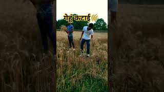 गेहूं कटाई 🌾|| village life || #trending #shorts