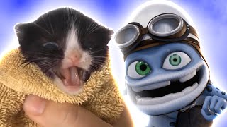 Kitten Meows x Axel F (Full Song)