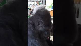 Adorable! Gorilla Playing with Kitten