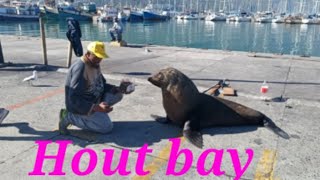 Hout Bay / seal island /cape-town tourism /2020