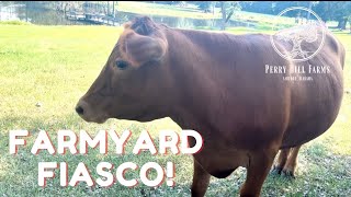 Farmyard Fiasco: Escaped Cows