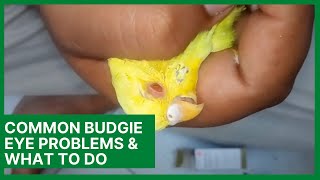 Common Budgie Eye Problems & What To Do About Them