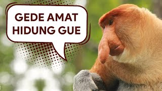 3 Monyet dengan Ukuran Hidung Terbesar di Dunia