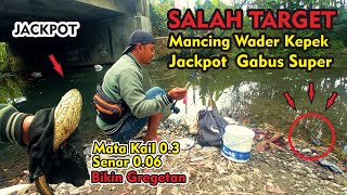 JACKPOT IKAN GABUS BABON - MANCING WADER KEPEK DI SUNGAI JERNIH  #mancingwaderkepek