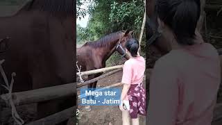 Perternakan Kuda Mega Star & Horse Riding School