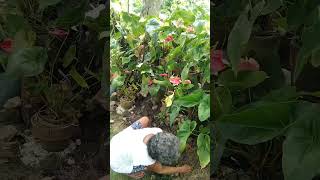 repotting #anthurium #plant keeping