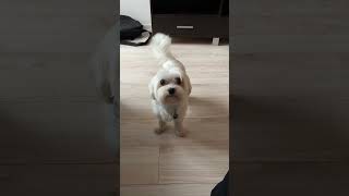 zamiana ról #dog #doglover #pies #maltese  #maltańczyk #maltesedog #funnyshorts