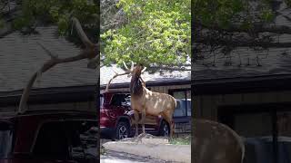 Big Bull Elk in Velvet Walks Across Motel Parking Lot in Estes Park Colorado