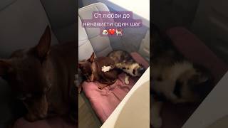 Живут как кошка собакой - в любви и гармонии 🐶❤️🐈 #пушистыедрузья