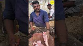 KASIMEDU SPEED SELVAM GROUPER FISH CUTTING VIDEO / cutting focus #kasimeduselvam #bigfishcutting