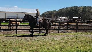 percheron gelding