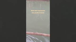 Detik detik menegangkan saat ikan piranha menyerang