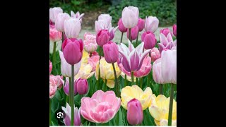 Planting Tulip and Allium bulbs 2023