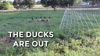 Trying To Keep Ducks In Electric Netting