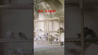 At night 🥰🥰#pigeon #bird #pigeonbaz #pigeonbazz #bird