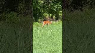 Why Dawkins Trail is the BEST Place to Encounter a Deer