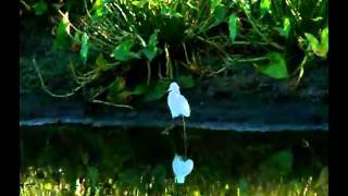 Egretta thula - Garza blanca chica, alimentándose