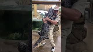 He’s getting pretty heavy 🤣 #animals #reptiles #alligator #thedodo #dodo #saveanimal #shorts