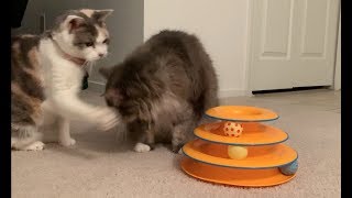 Cats play with their 2019 Christmas present