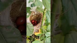 bird's nest in my terrace garden 🏡#shorts #share #like #viral #share #1000subscriber #1millionviews