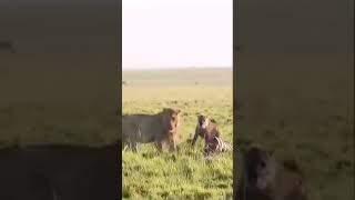 KING Mufasa versus Hyenas