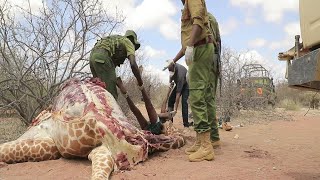 An armed poacher killed at El-Adow location in Wajir South by KWS officers, giraffe meat recovered