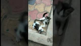 Its Play time Cute Cat couple P3 😂 #shorts #youtubeshorts