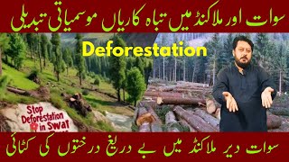 Deforestation In Swat | Deforestation In Swat Malakand | سوات میں درختوں کی بے دریغ کٹائی